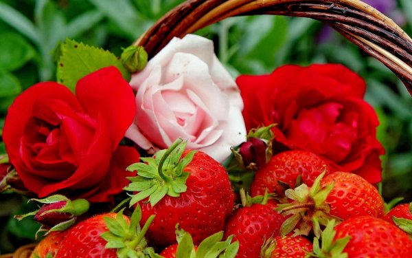 клубника rosaria