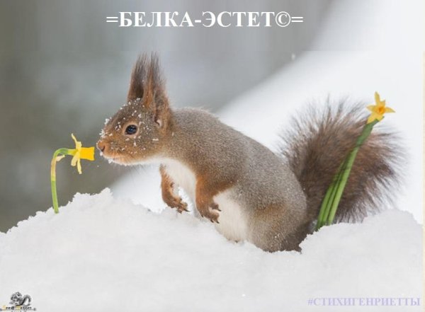 обыкновенная белка беличьи