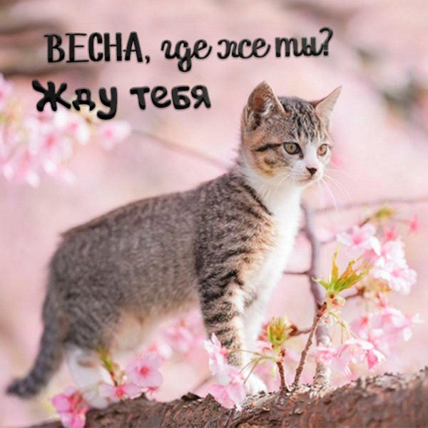 весенние котики