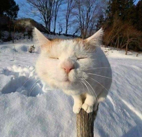 смешная кошка