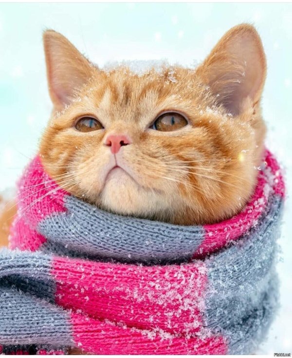 кот в шарфе