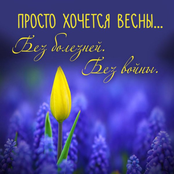 тюльпан красивый