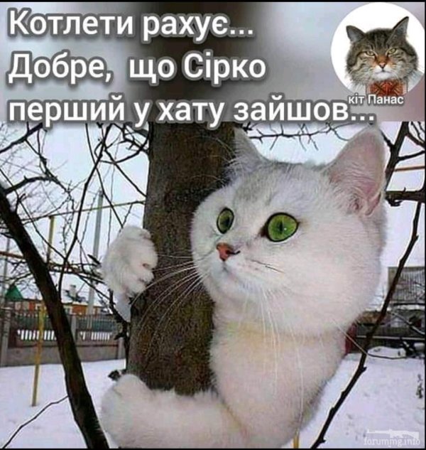 британская шиншилла