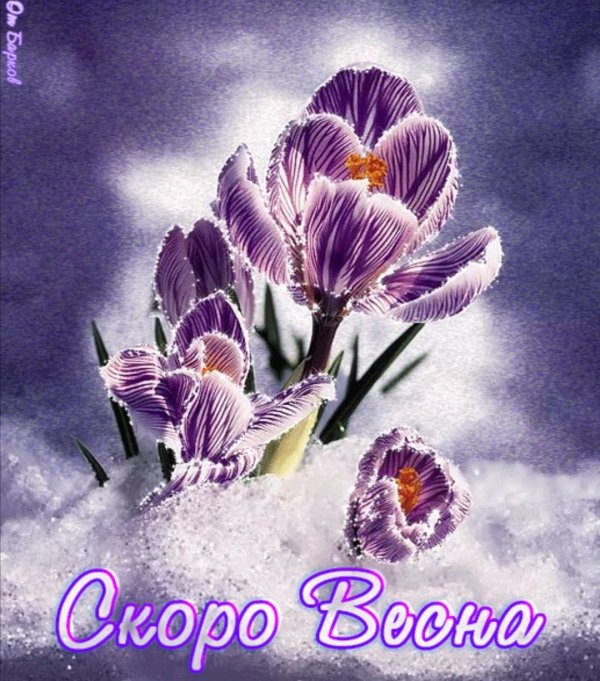 крокус весенний