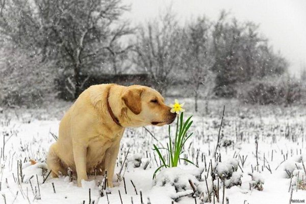 лабрадор ретривер