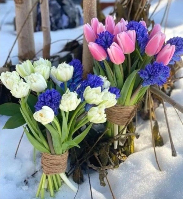 букет гиацинты и тюльпаны
