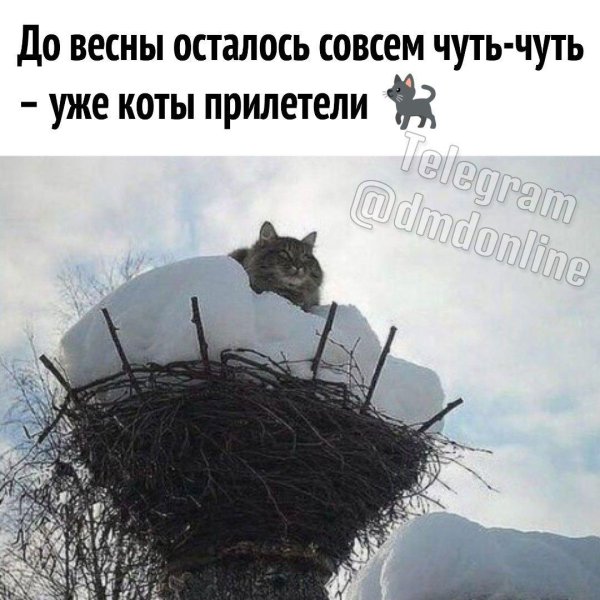 коты прилетели