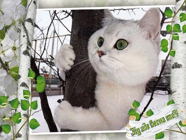 британская серебристая шиншилла