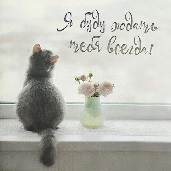 котенок сидит