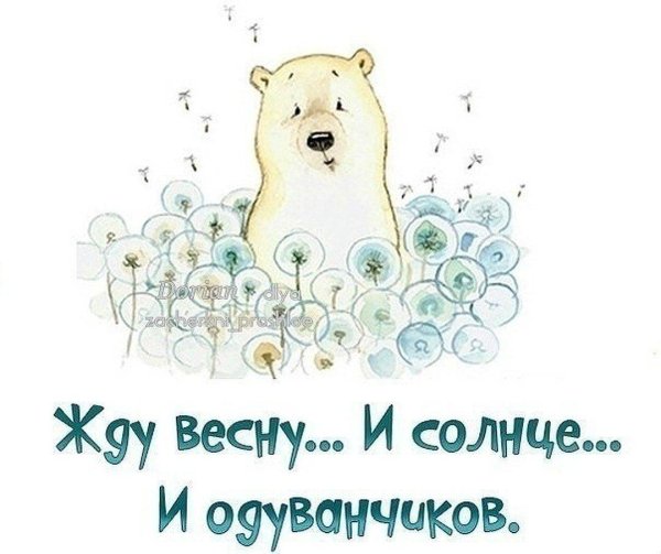 белая медведь