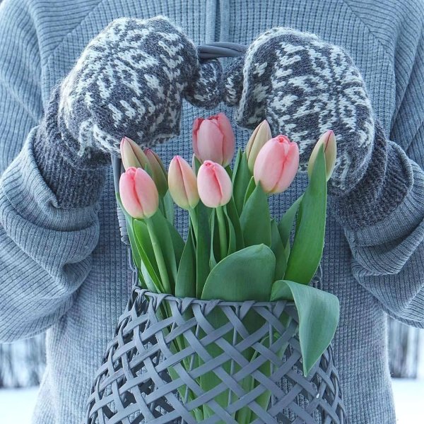 тюльпаны зимой