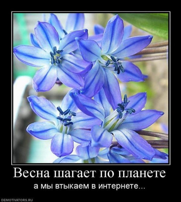 пролеска сибирская