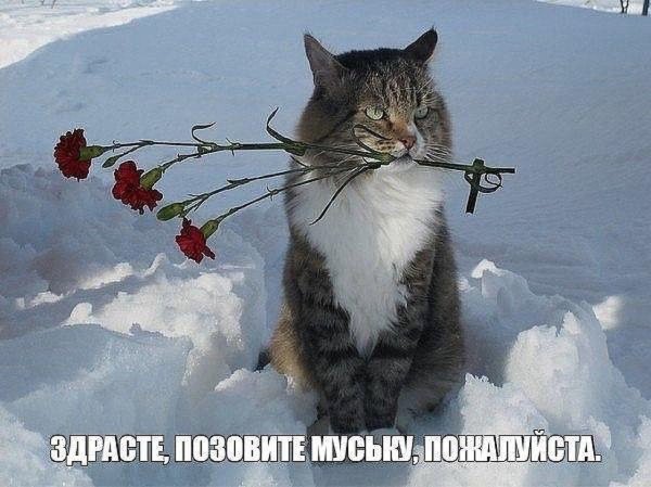 мартовские котики