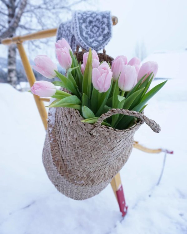 красивые зимние тюльпаны
