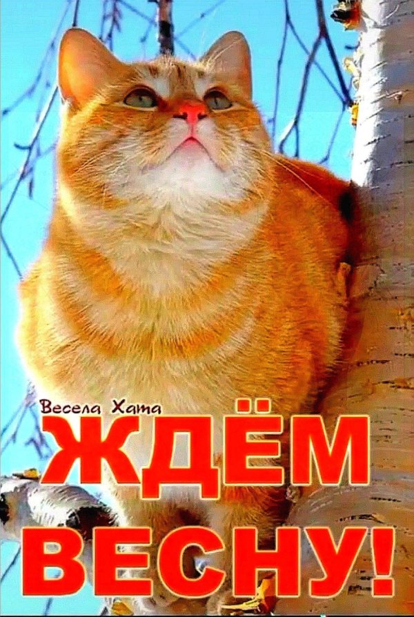 коты весной