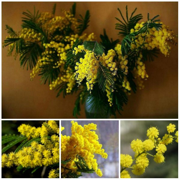 веточка мимозы букет