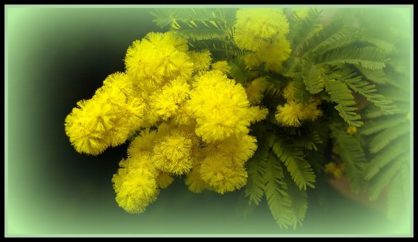 пижма мимоза