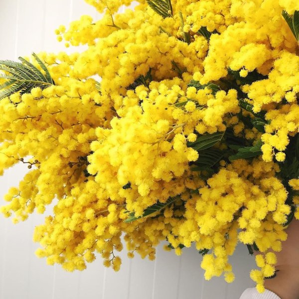 день мимозы 14 марта