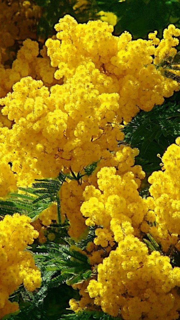 мимоза растение