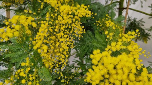 цветение мимозы