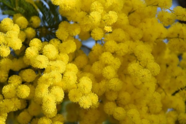 акация бейли