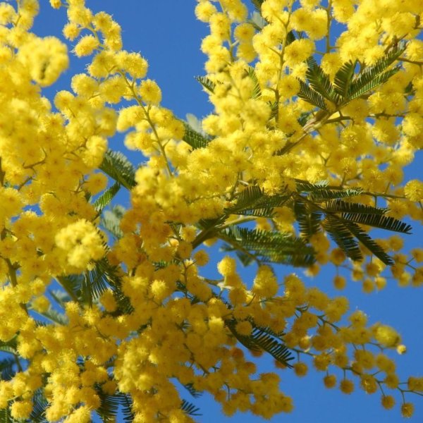 весна мимоза