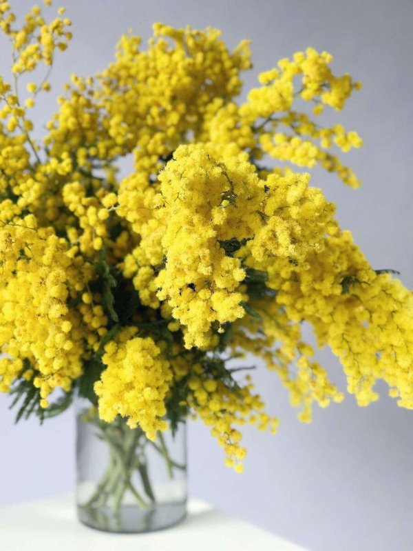 мимоза метельчатая