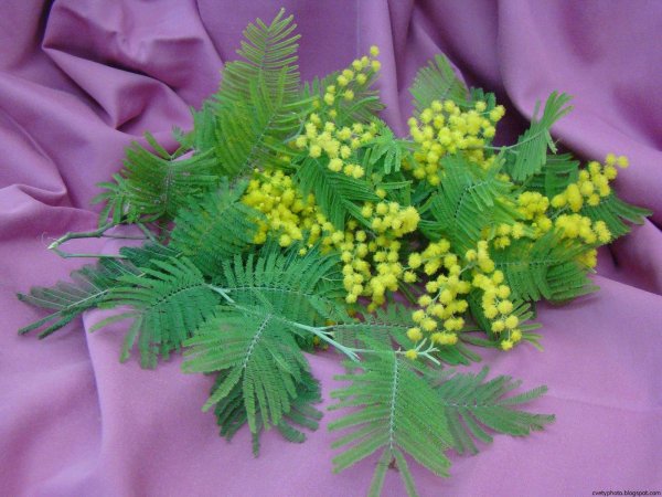 мимозы ветка мимозы