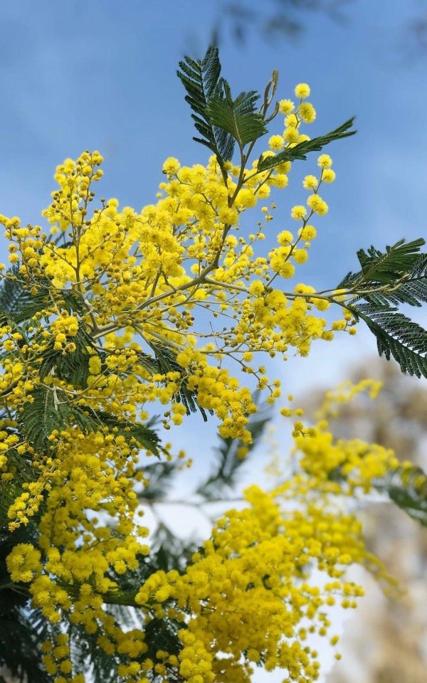 итальянская мимоза