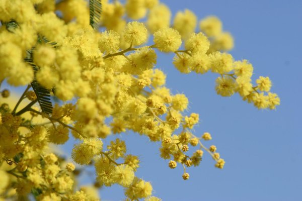 весна мимоза