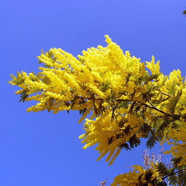 мимоза цветок