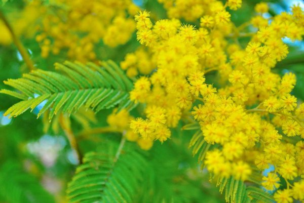 мимозу хостилис