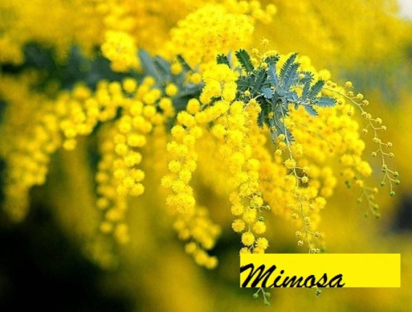 мимоза уилламо