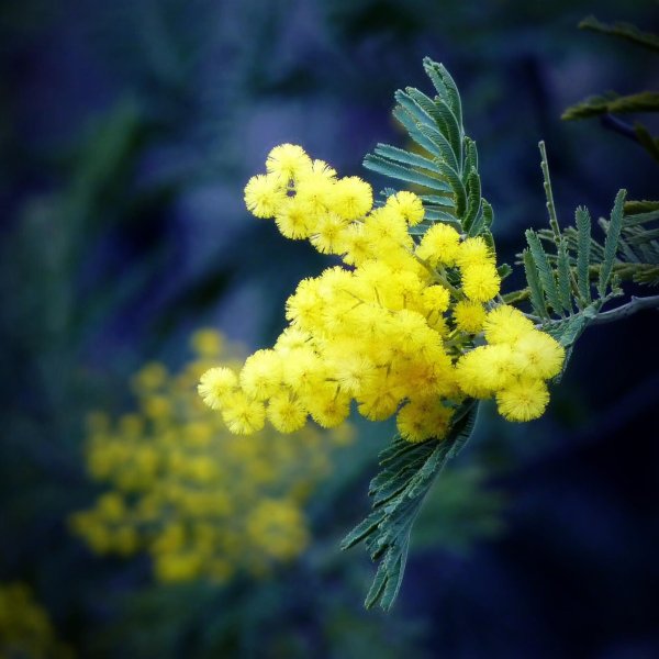 растение мимоза