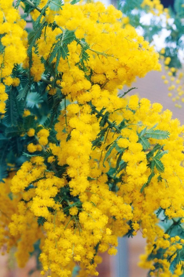 мимоза цветок