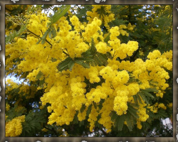 мимоза цветок