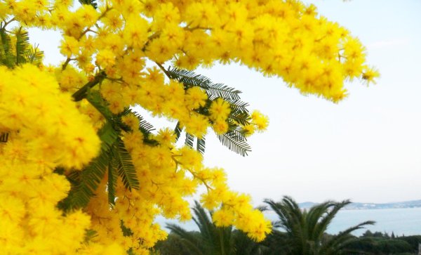 мимоза желтая