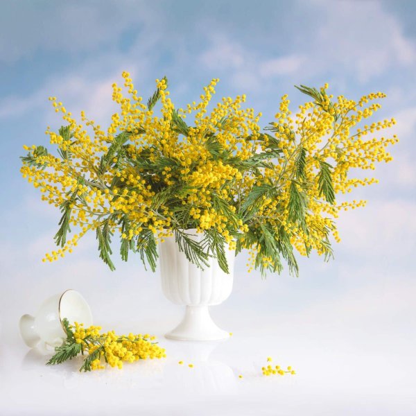 мимозы ветка мимозы