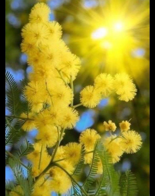 цветение мимозы