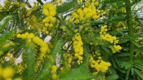 цветение мимозы в абхазии