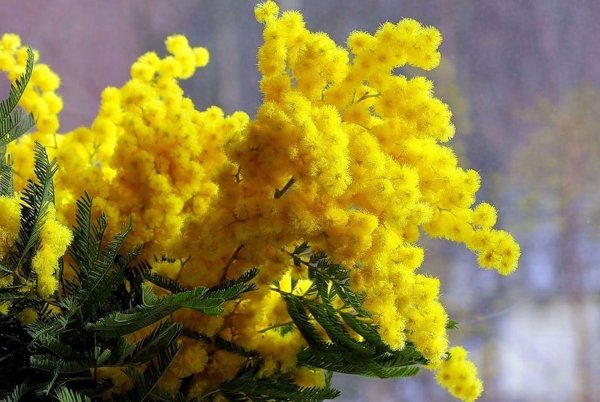 мимозы ветка мимозы