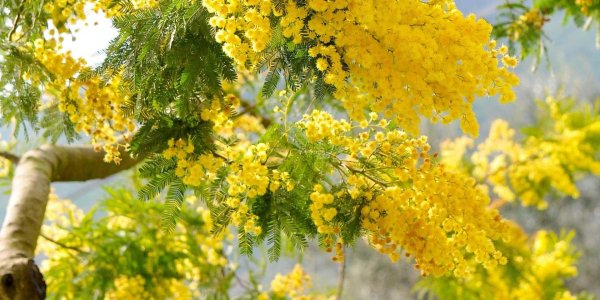 мимоза цветок