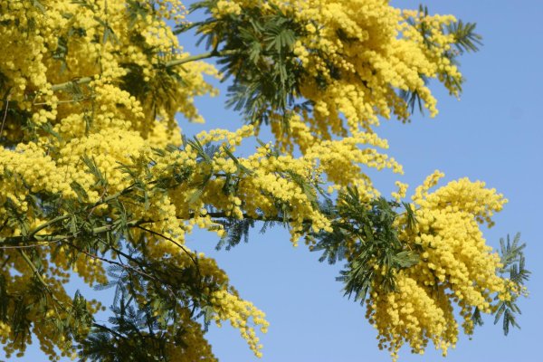 цветок мимоза