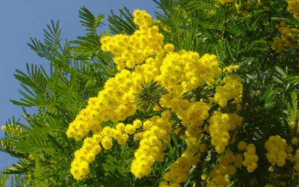 растение мимоза