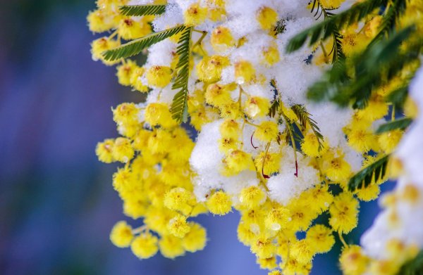 весна мимоза