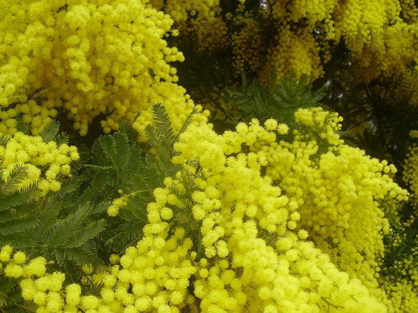 мимоза цветок