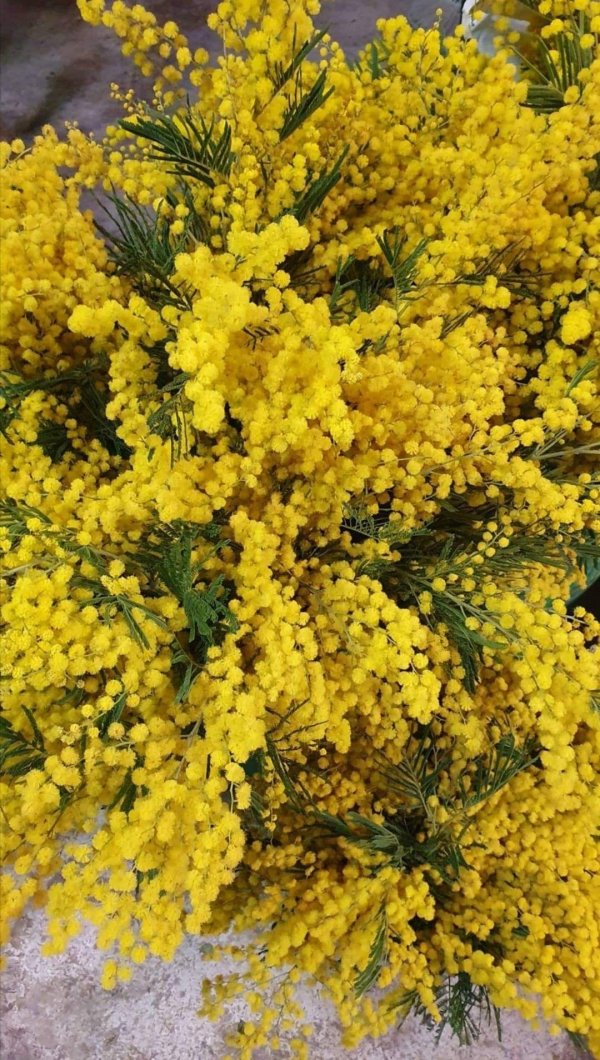 цветущая мимоза