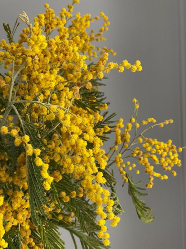 мимозы ветка мимозы