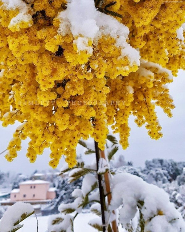 цветение мимозы в сочи