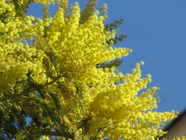 цветущая мимоза дерево